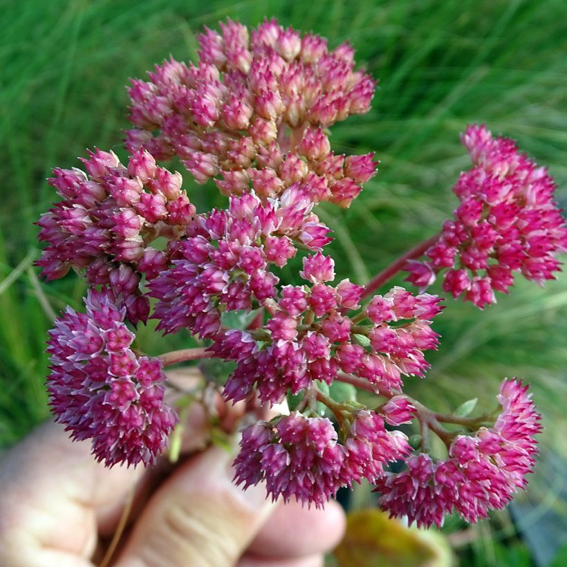 Fetthenne Red Cauli - Sedum (Flowering)