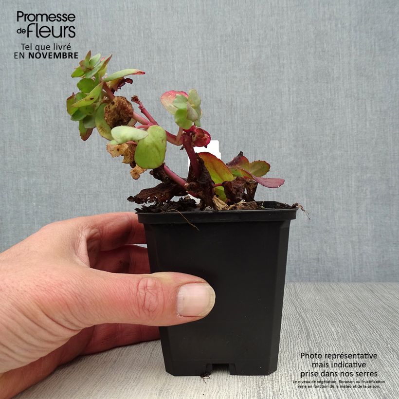 Example of Fetthenne Red Cauli - Sedum Kleine Töpfe von 8/9 cm as you get in automne
