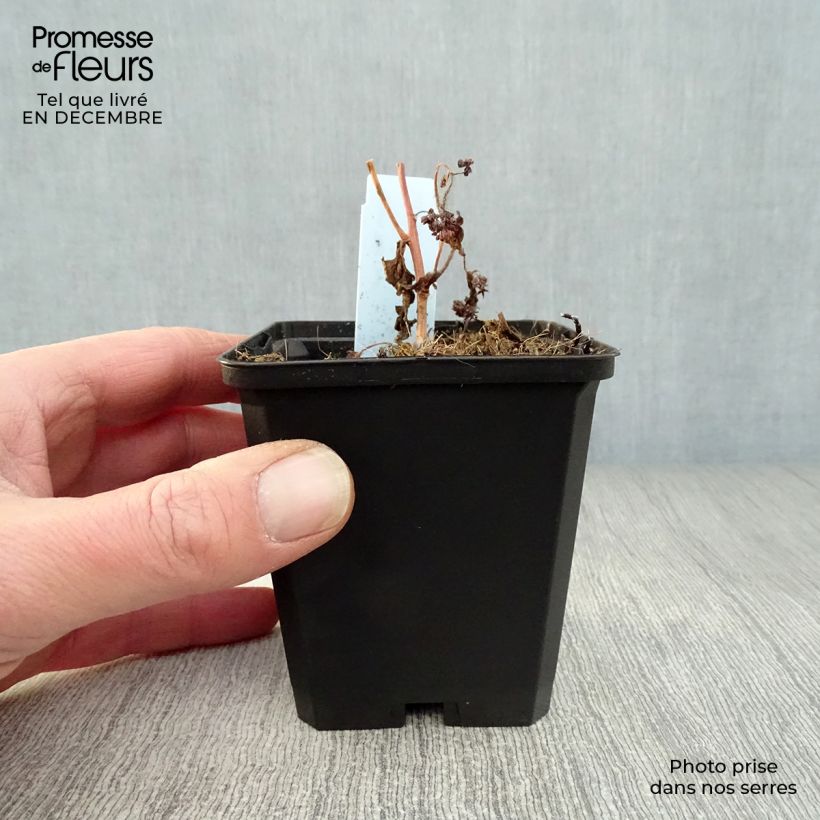 Exemplar von Fetthenne Red Cauli - Sedum Kleine Töpfe von 8/9 cm wie im Winter geliefert