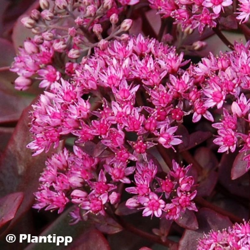 Fetthenne Sunsparkler Firecracker - Sedum (Flowering)