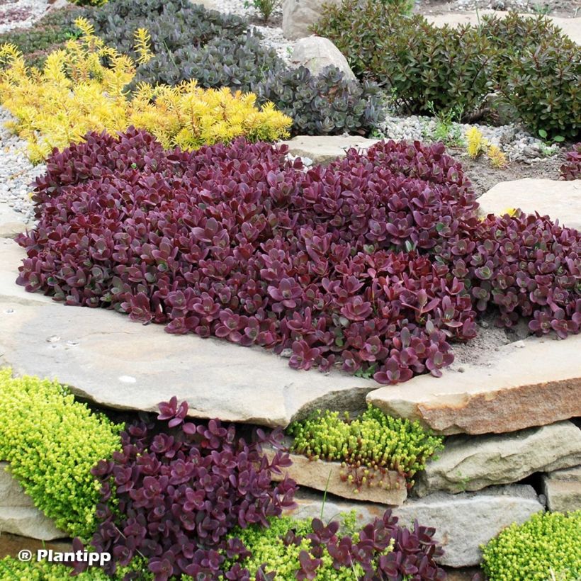 Fetthenne Sunsparkler Firecracker - Sedum (Plant habit)