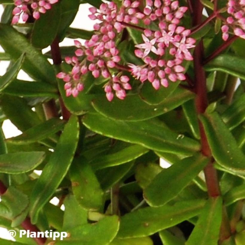 Fetthenne Sunsparkler Jade Tuffet - Sedum (Foliage)
