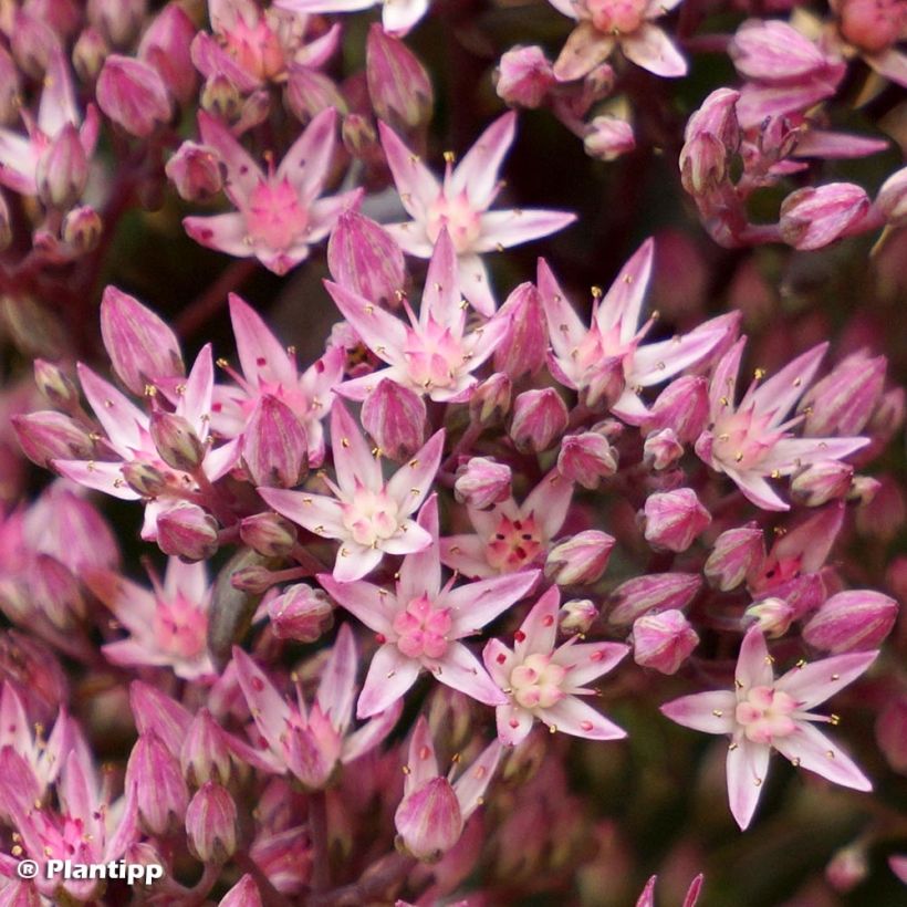 Fetthenne Sunsparkler Jade Tuffet - Sedum (Flowering)