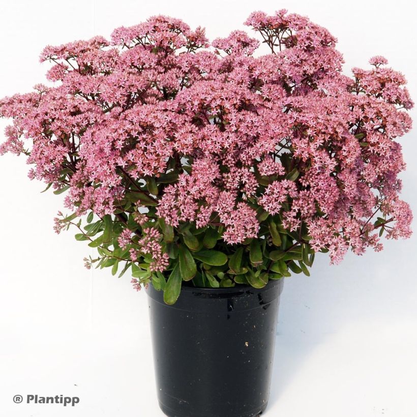 Fetthenne Sunsparkler Jade Tuffet - Sedum (Plant habit)