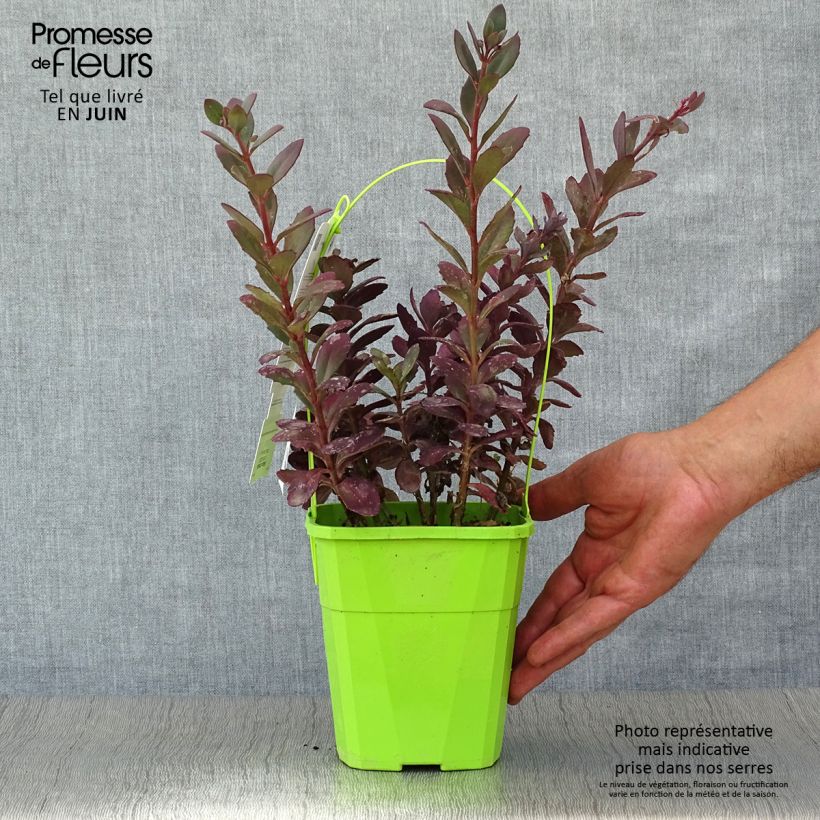 Example of Fetthenne Sunsparkler Plum Dazzled - Sedum Topf mit 1,5L/2L as you get in ete