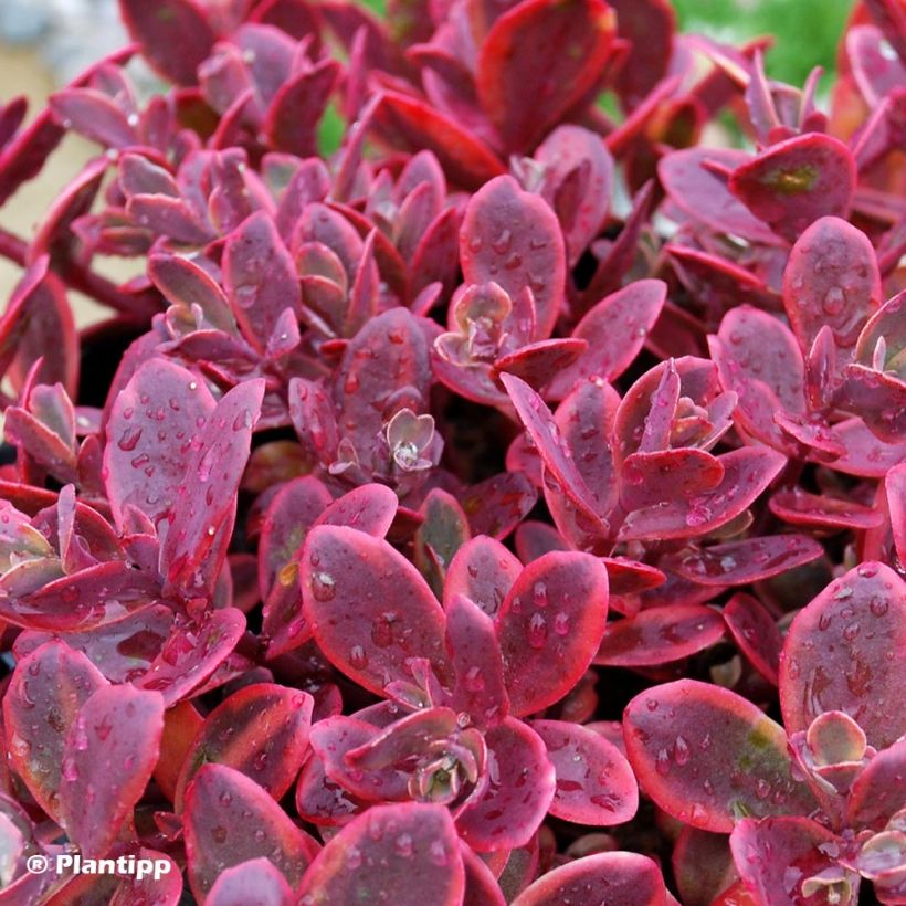 Fetthenne Sunsparkler Wildfire - Sedum (Foliage)