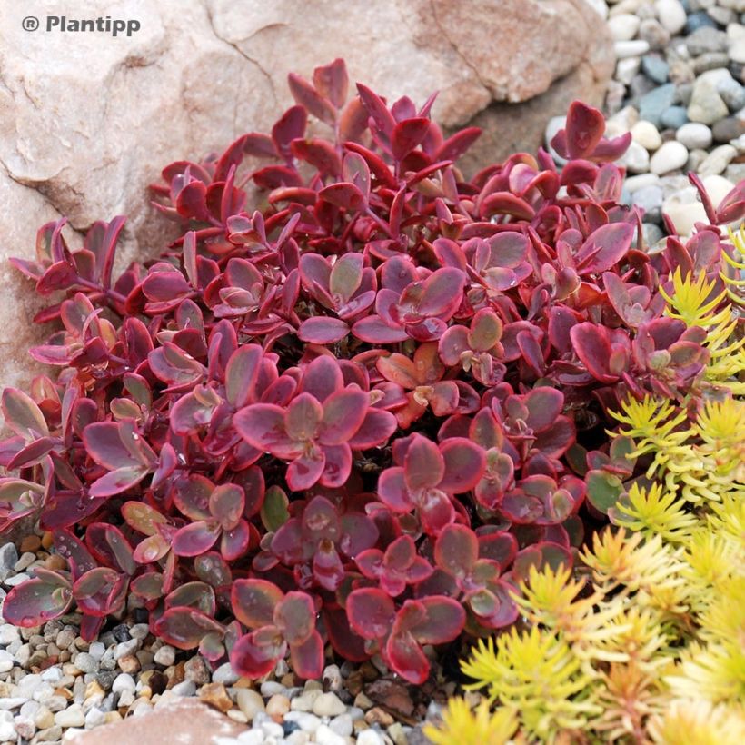 Fetthenne Sunsparkler Wildfire - Sedum (Plant habit)