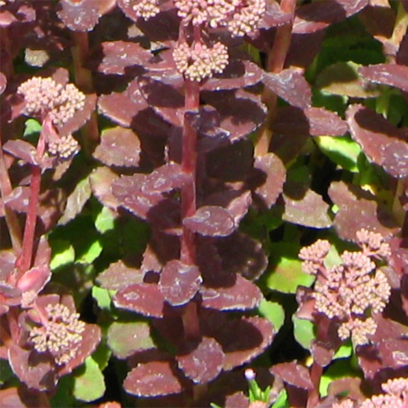 Fetthenne Stewed Rhubarb Mountain - Sedum (Foliage)