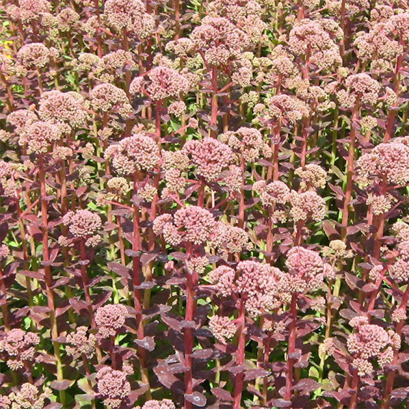 Fetthenne Stewed Rhubarb Mountain - Sedum (Flowering)