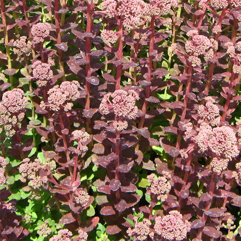 Fetthenne Stewed Rhubarb Mountain - Sedum (Plant habit)