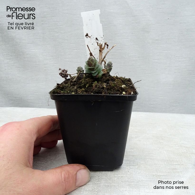 Exemplar von Fetthenne Stewed Rhubarb Mountain - Sedum Kleine Töpfe von 8/9 cm wie im Winter geliefert