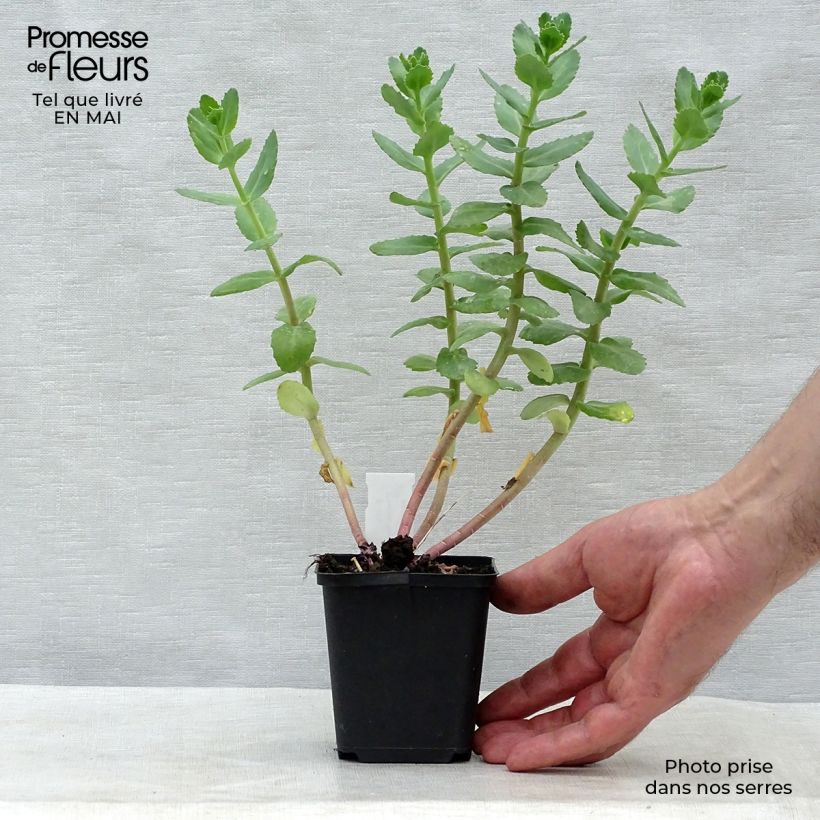 Exemplar von Fetthenne Stewed Rhubarb Mountain - Sedum Kleine Töpfe von 8/9 cm wie im Frühjahr geliefert