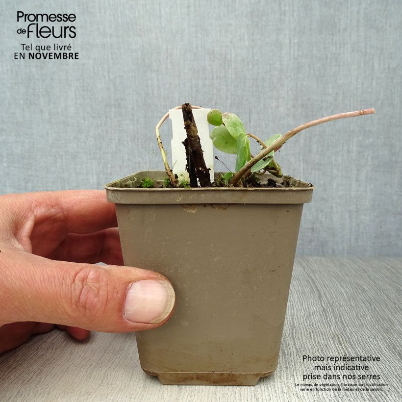 Example of Fetthenne Stewed Rhubarb Mountain - Sedum Kleine Töpfe von 8/9 cm as you get in automne