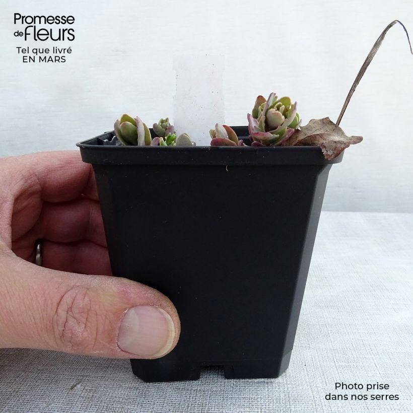 Exemplar von Fetthenne Strawberry and Cream - Sedum Kleine Töpfe von 8/9 cm wie im Winter geliefert