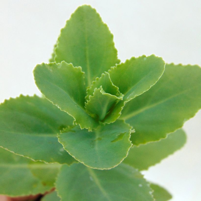 Fetthenne Sunkissed - Sedum (Foliage)