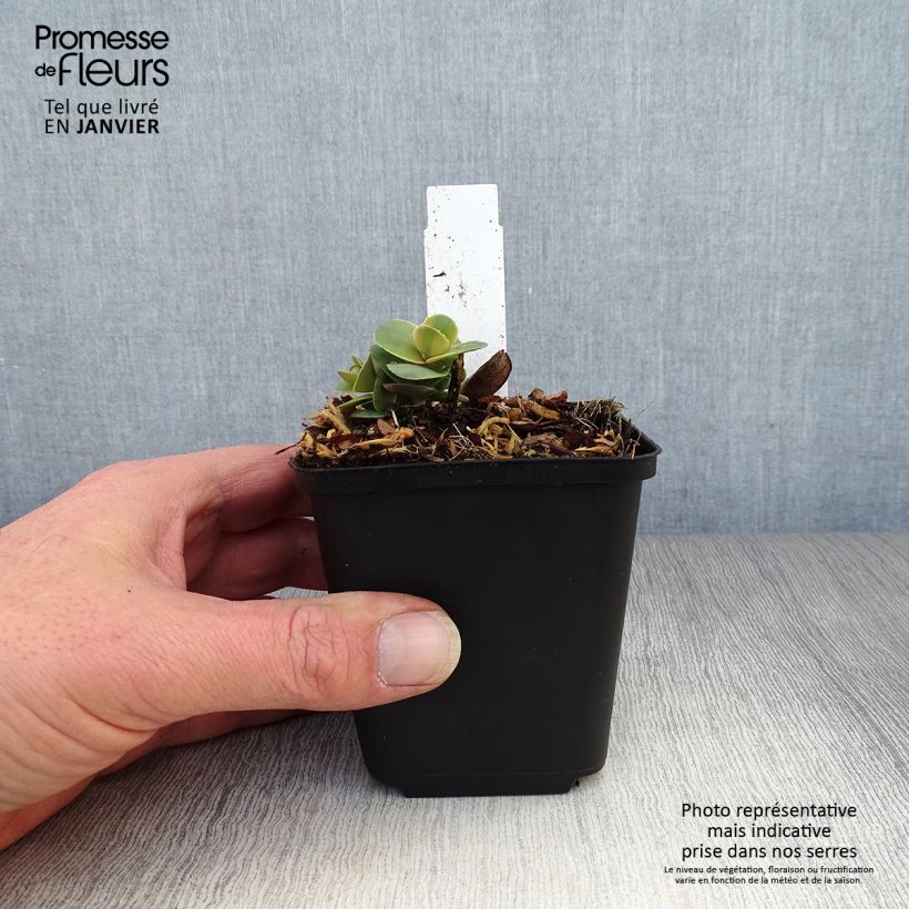 Exemplar von Fetthenne Sunsparkler Blue Pearl - Sedum Kleine Töpfe von 8/9 cm wie im Winter geliefert