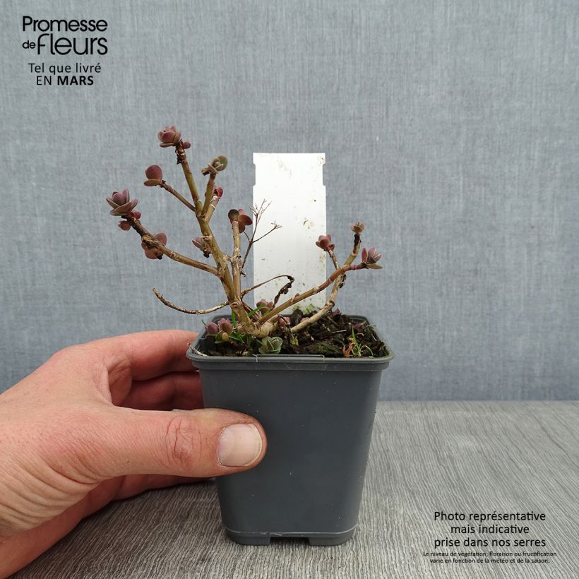 Exemplar von Fetthenne Sunsparkler Cherry Tart - Sedum Kleine Töpfe von 8/9 cm wie im Winter geliefert