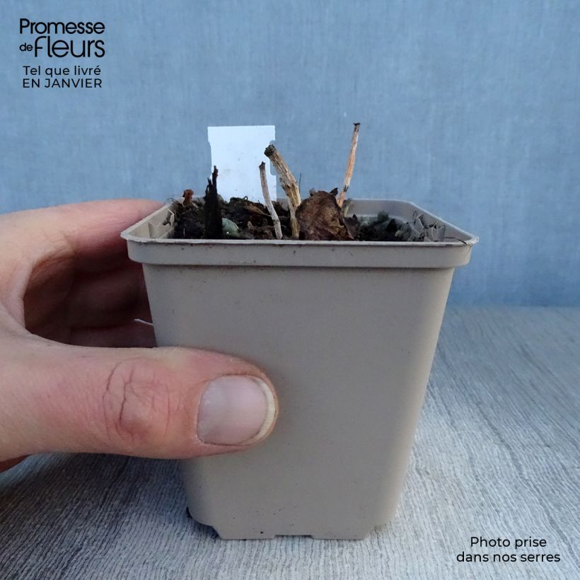 Exemplar von Fetthenne Sunsparkler Dazzleberry - Sedum Kleine Töpfe von 8/9 cm wie im Winter geliefert