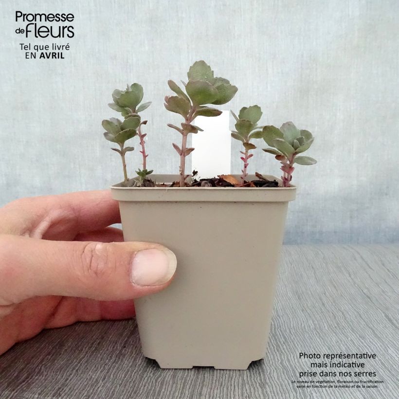 Exemplar von Fetthenne Sunsparkler Dazzleberry - Sedum Kleine Töpfe von 8/9 cm wie im Frühjahr geliefert