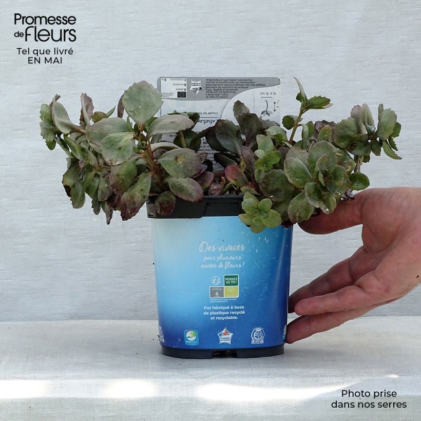 Exemplar von Fetthenne Sunsparkler Dazzleberry - Sedum Topf mit 2L/3L wie im Frühjahr geliefert