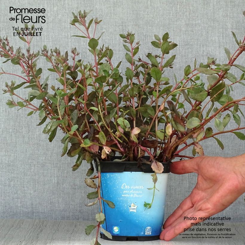Example of Fetthenne Sunsparkler Dazzleberry - Sedum Topf mit 2L/3L as you get in ete