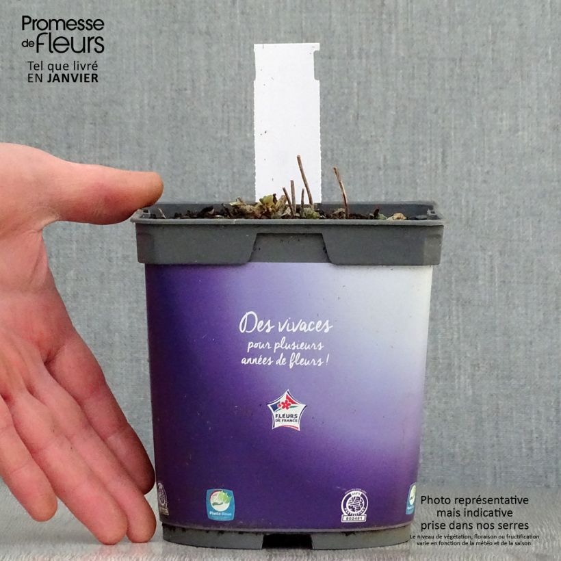 Exemplar von Fetthenne Sunsparkler Dazzleberry - Sedum Topf mit 2L/3L wie im Winter geliefert