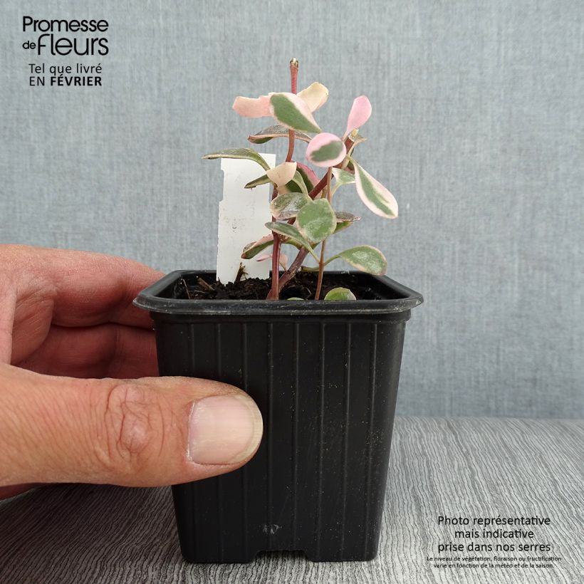 Example of Fetthenne Sunsparkler Dream Dazzler - Sedum Kleine Töpfe von 8/9 cm as you get in automne