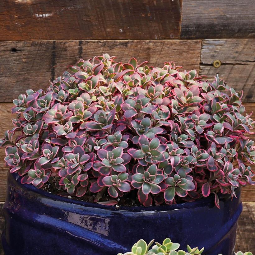 Fetthenne Sunsparkler Dream Dazzler - Sedum (Plant habit)