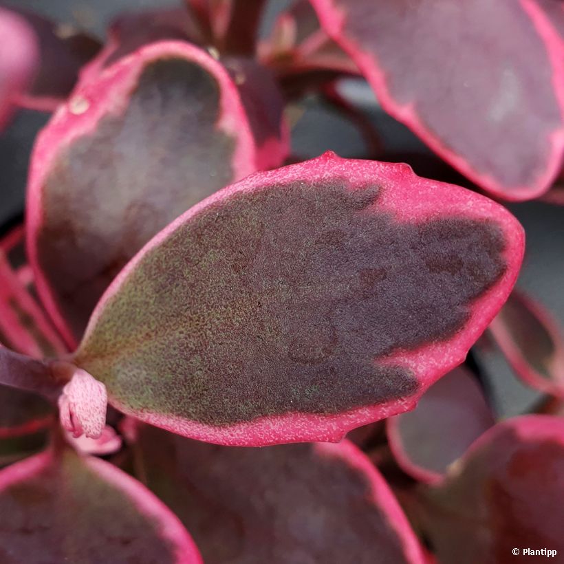 Fetthenne Sunsparkler Dream Dazzler - Sedum (Foliage)