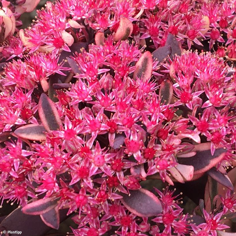 Fetthenne Sunsparkler Dream Dazzler - Sedum (Flowering)