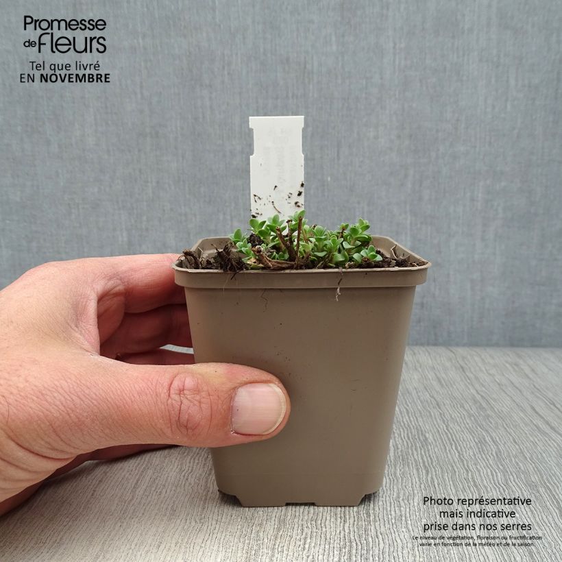 Example of Fetthenne Sunsparkler Firecracker - Sedum Kleine Töpfe von 8/9 cm as you get in automne