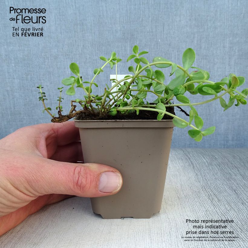 Exemplar von Fetthenne Sunsparkler Firecracker - Sedum Kleine Töpfe von 8/9 cm wie im Winter geliefert