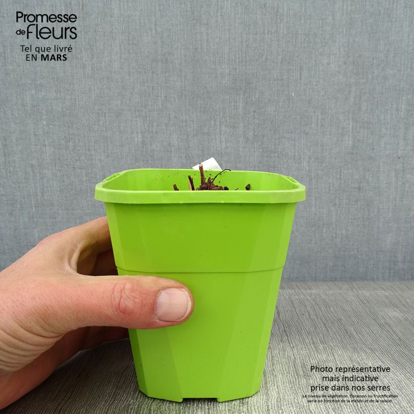 Example of Fetthenne Sunsparkler Jade Tuffet - Sedum Topf mit 1,5L/2L as you get in hiver