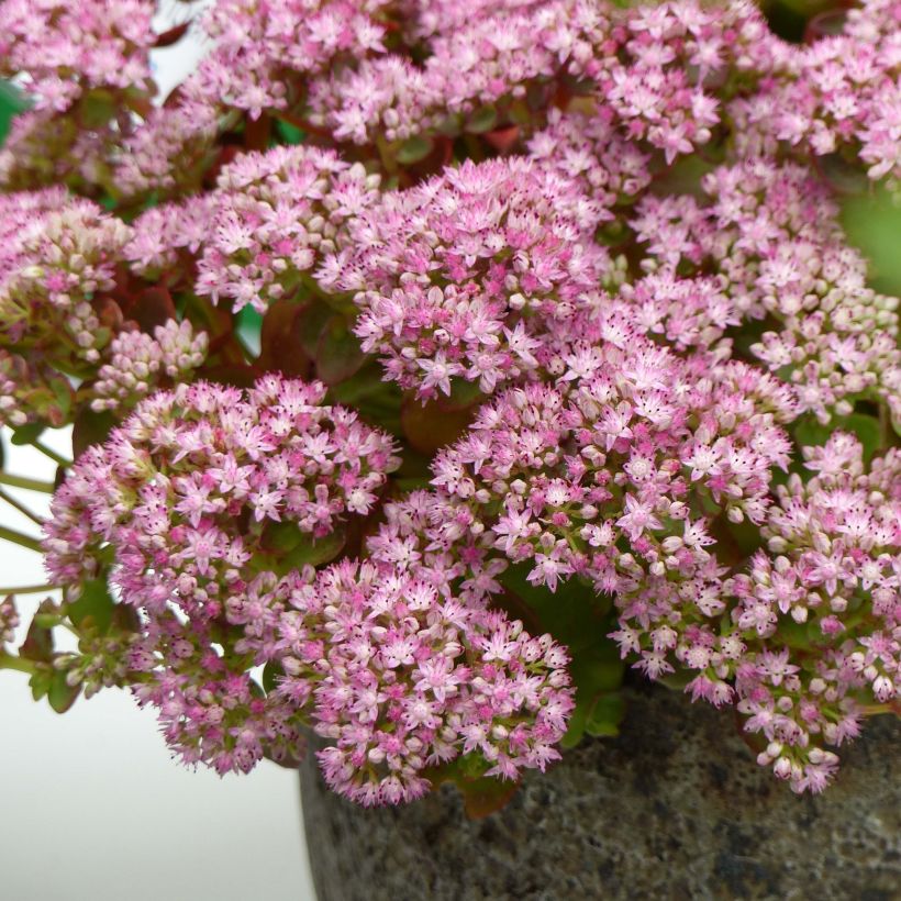 Fetthenne Sunsparkler Lime Zinger - Sedum (Flowering)