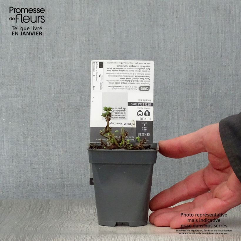 Exemplar von Fetthenne Sunsparkler Lime Zinger - Sedum Kleine Töpfe von 8/9 cm wie im Winter geliefert