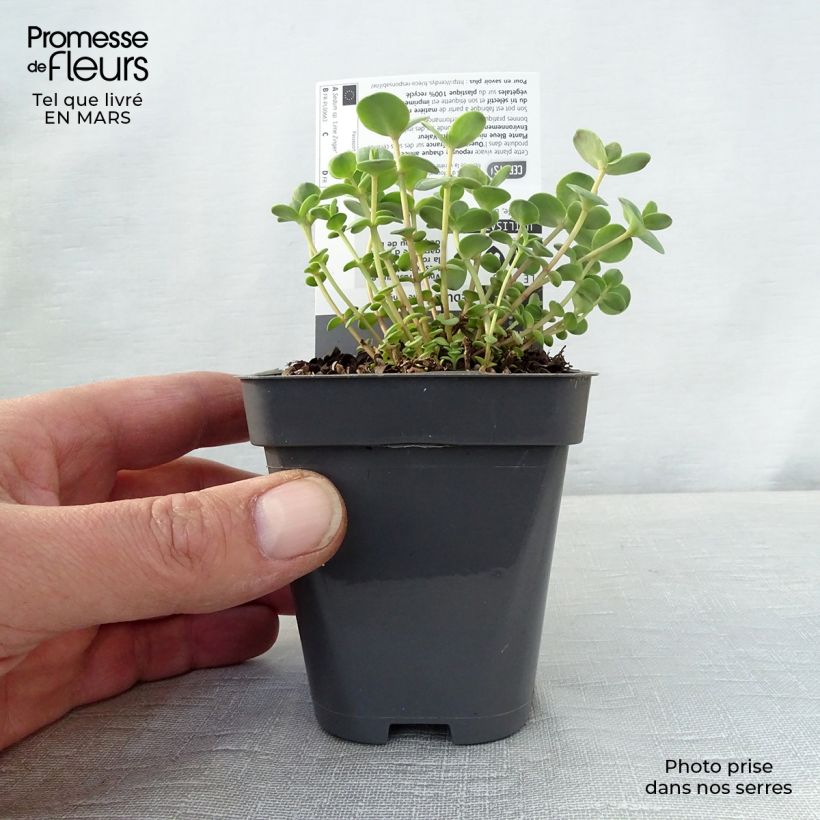 Exemplar von Fetthenne Sunsparkler Lime Zinger - Sedum Kleine Töpfe von 8/9 cm wie im Frühjahr geliefert