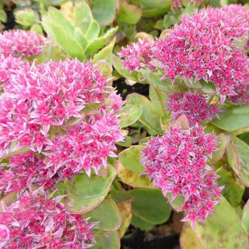Fetthenne Tropical Night - Sedum spectabile (Flowering)