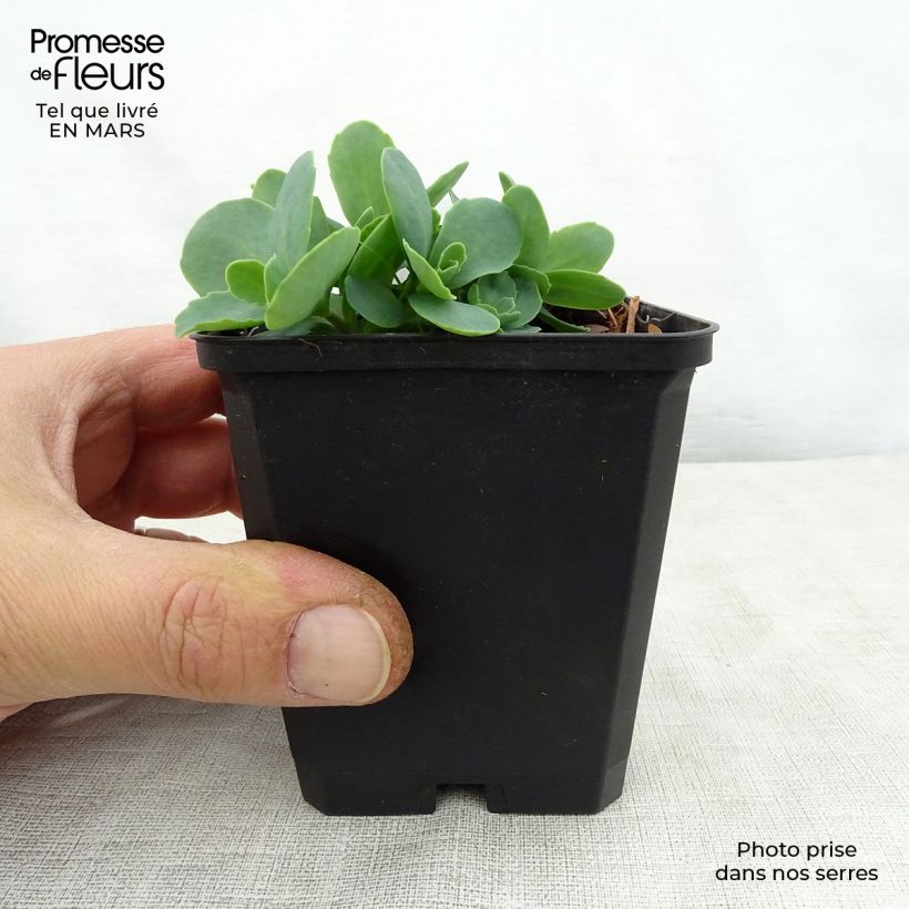 Example of Fetthenne Tropical Night - Sedum spectabile Kleine Töpfe von 8/9 cm as you get in printemps