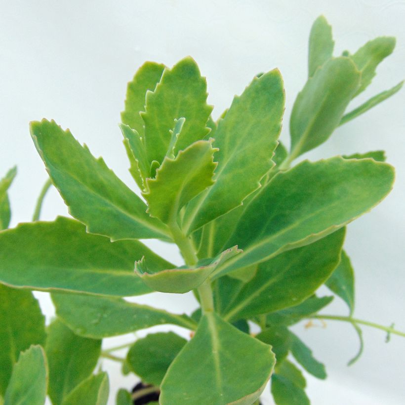 Fetthenne Tropical Night - Sedum spectabile (Foliage)