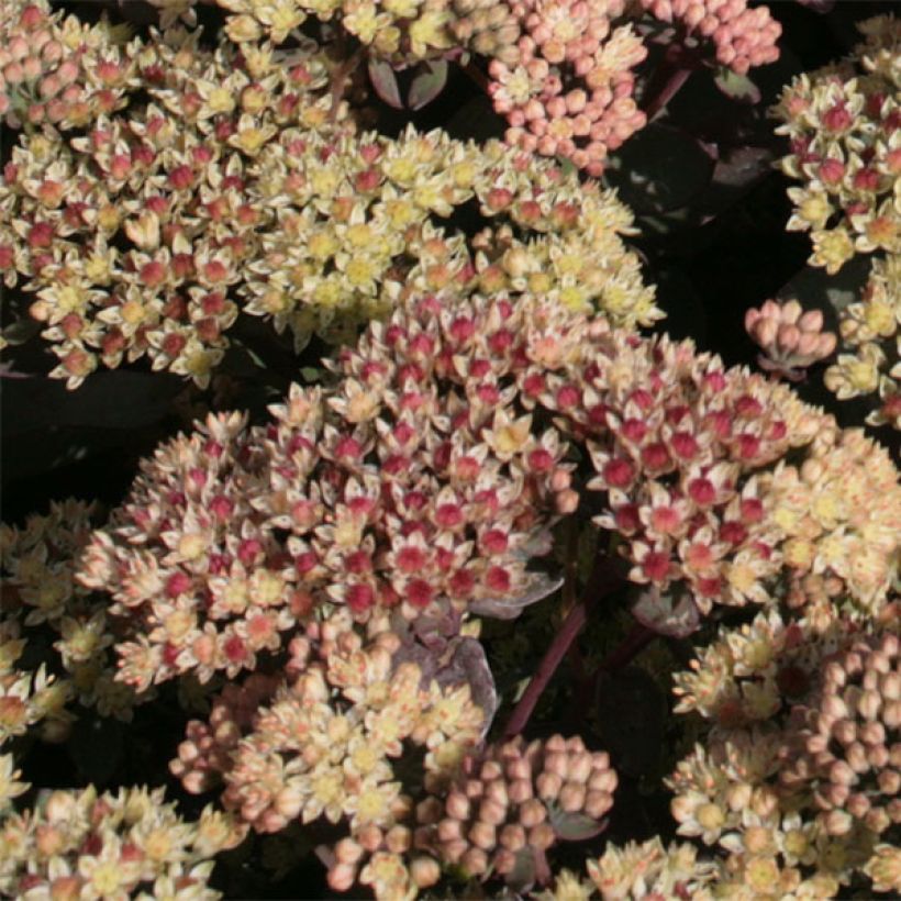 Fetthenne Twinkling Star - Sedum spectabile (Flowering)