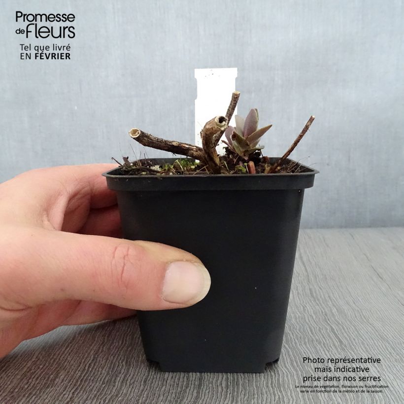 Example of Fetthenne Twinkling Star - Sedum spectabile Kleine Töpfe von 8/9 cm as you get in hiver