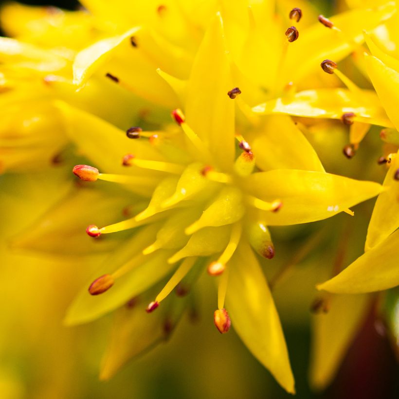 Fetthenne Weihenstephaner Gold - Sedum kamtschaticum var. floriferum (Flowering)