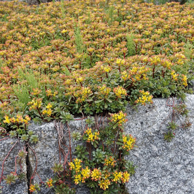 Fetthenne Weihenstephaner Gold - Sedum kamtschaticum var. floriferum (Plant habit)