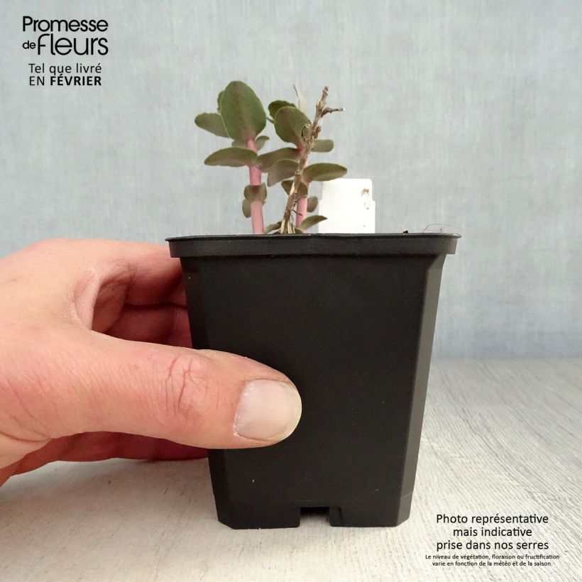 Example of Fetthenne Yellow Xenox - Sedum spectabile Kleine Töpfe von 8/9 cm as you get in hiver