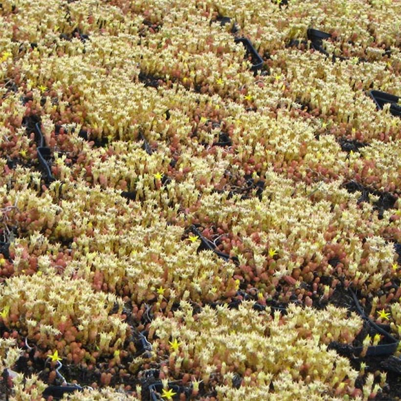 Scharfer Mauerpfeffer Yellow Queen - Sedum acre (Plant habit)