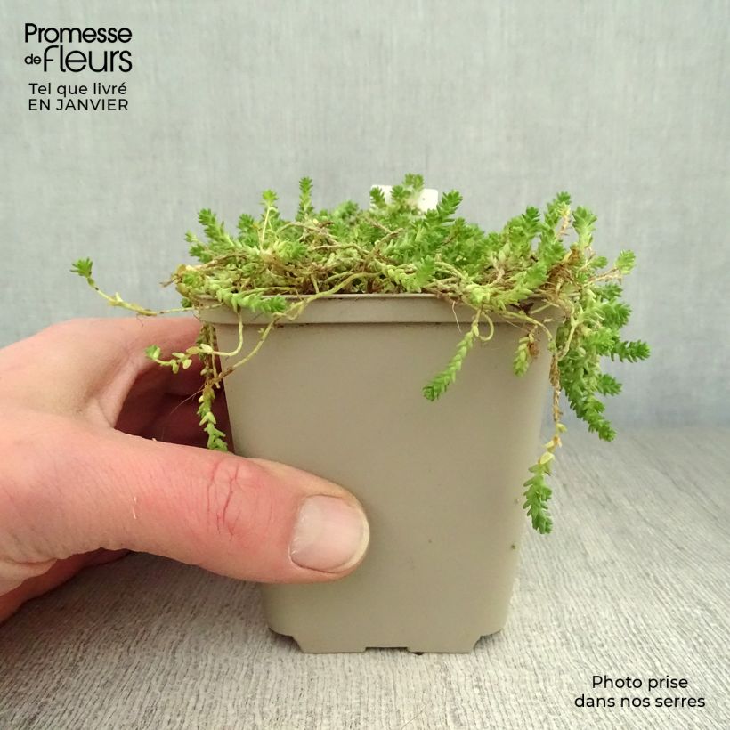 Exemplar von Scharfer Mauerpfeffer Yellow Queen - Sedum acre Kleine Töpfe von 8/9 cm wie im Winter geliefert