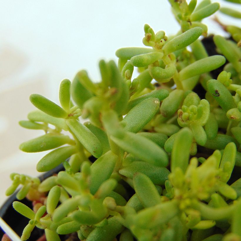Fetthenne Coral Carpet - Sedum album (Foliage)