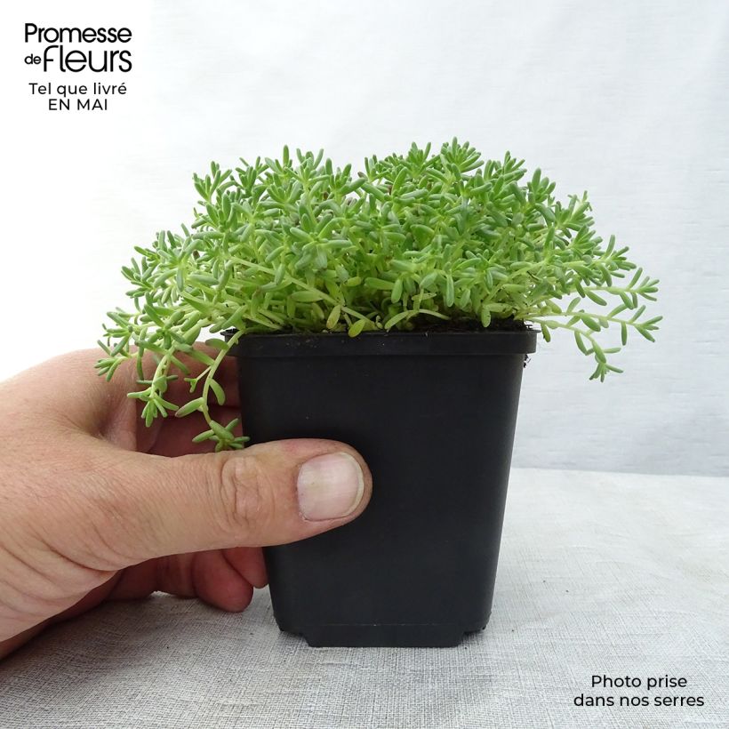 Exemplar von Fetthenne Coral Carpet - Sedum album Kleine Töpfe von 8/9 cm wie im Frühjahr geliefert