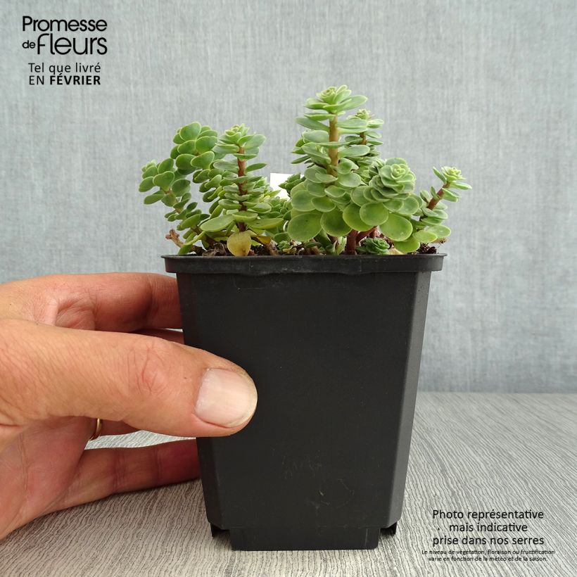 Example of Fetthenne - Sedum anacampseros Kleine Töpfe von 8/9 cm as you get in automne