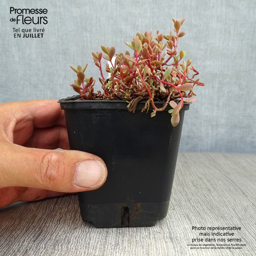 Exemplar von Fetthenne Lidakense - Sedum cauticola Kleine Töpfe von 8/9 cm wie im Sommer geliefert